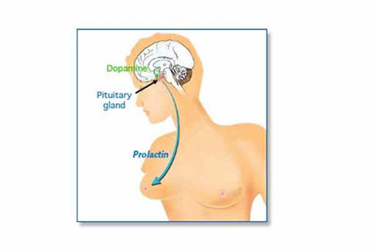 Prolaktin Hormonu